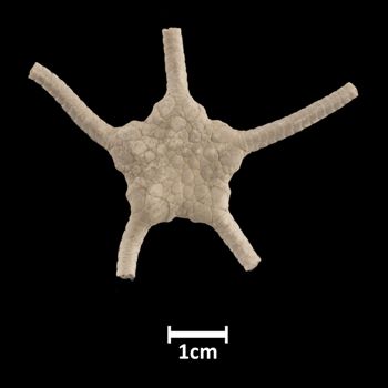 Media type: image; Invertebrate Zoology OPH-577 Aspect: dorsal